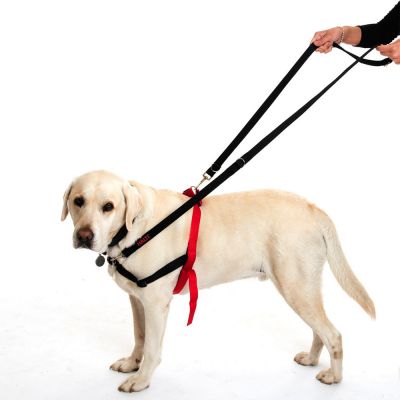 No pull dog harness leash